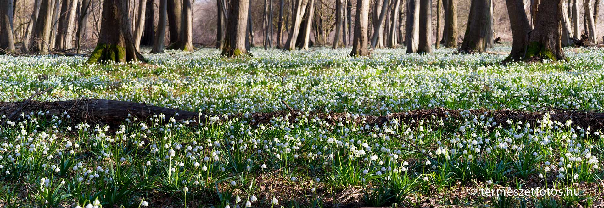 Tavaszi tőzike a horvátnádaljai Dobogó-erdőben