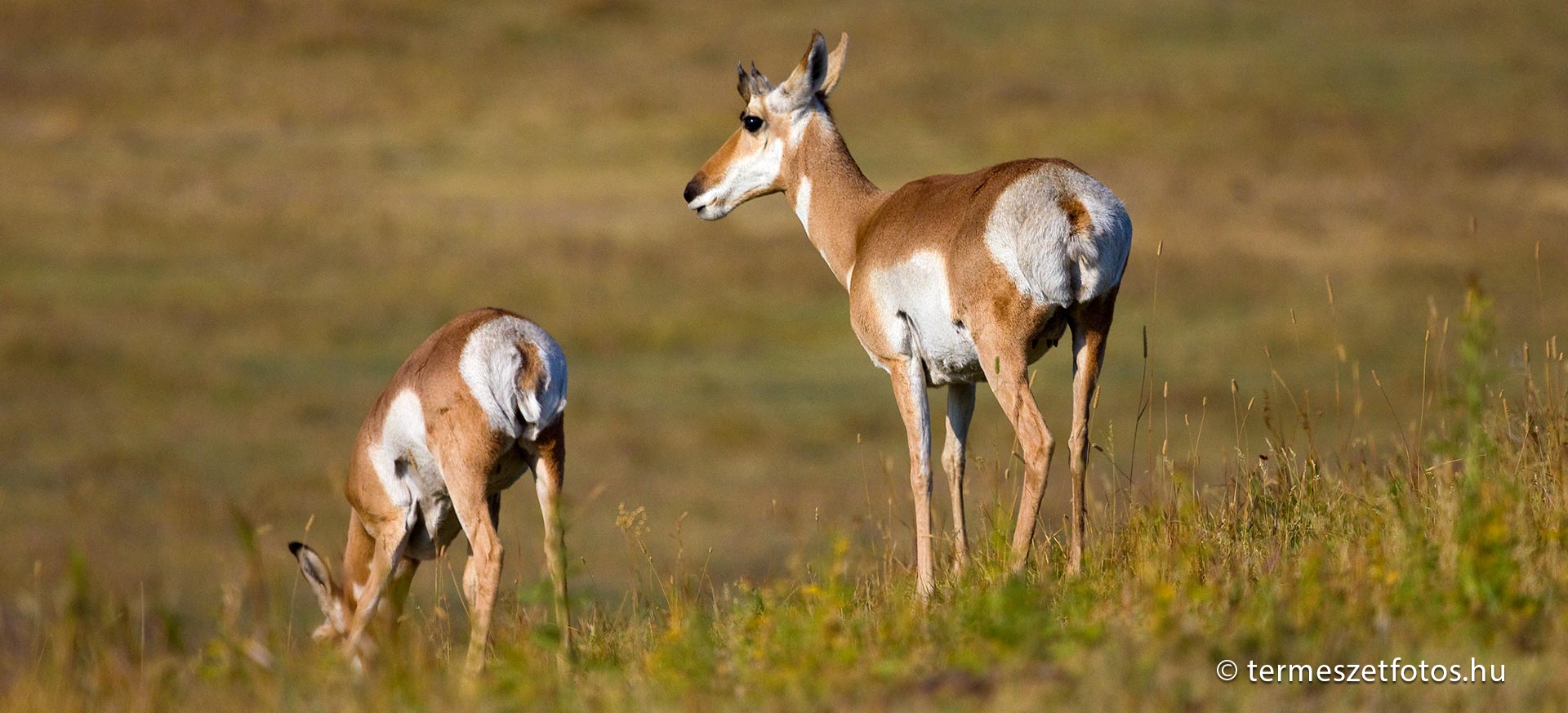 A villásszarvú antilop nőstény és gidája