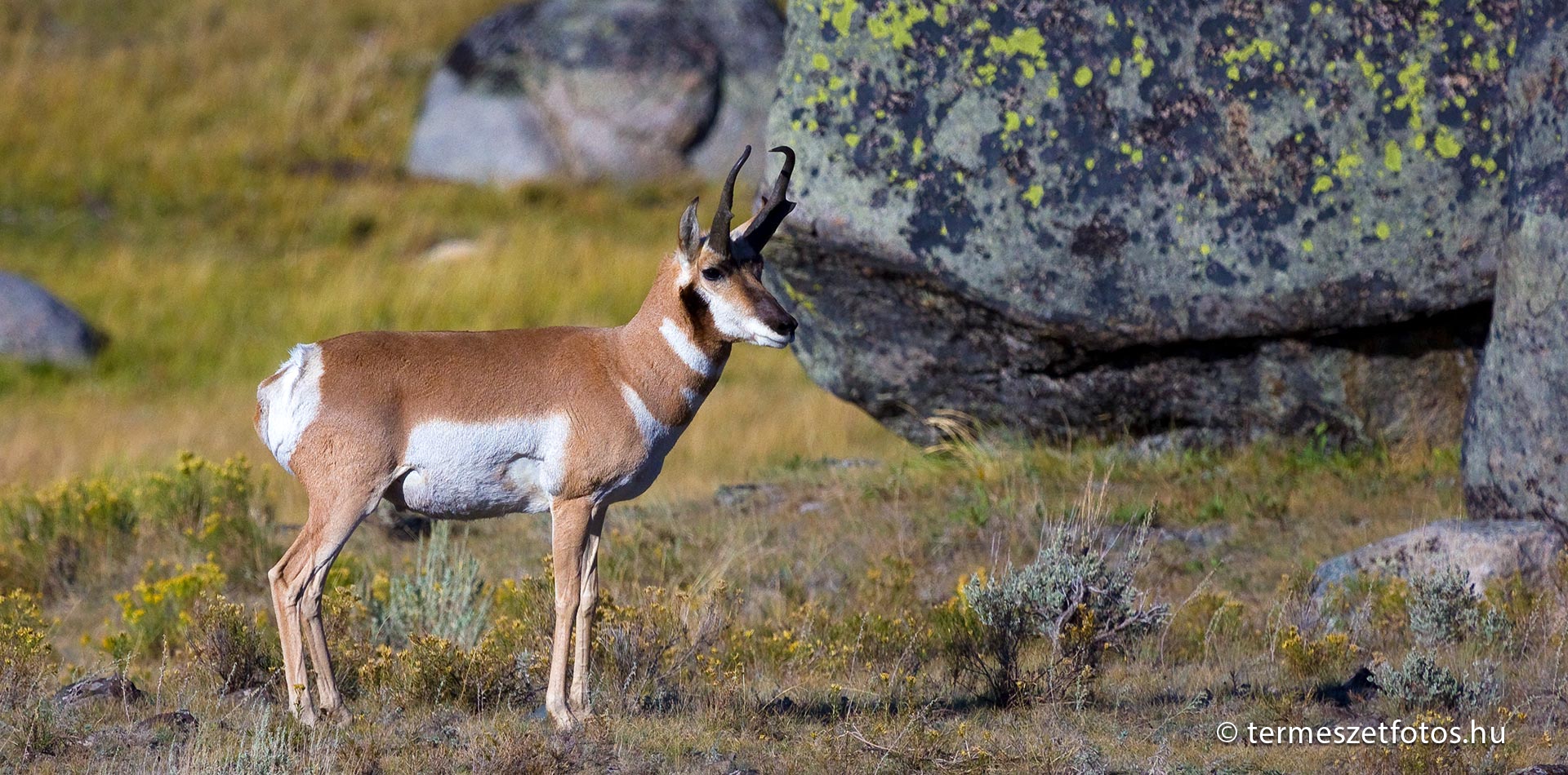 Az első villásszarvú antilop, akihez közel tudtunk kerülni